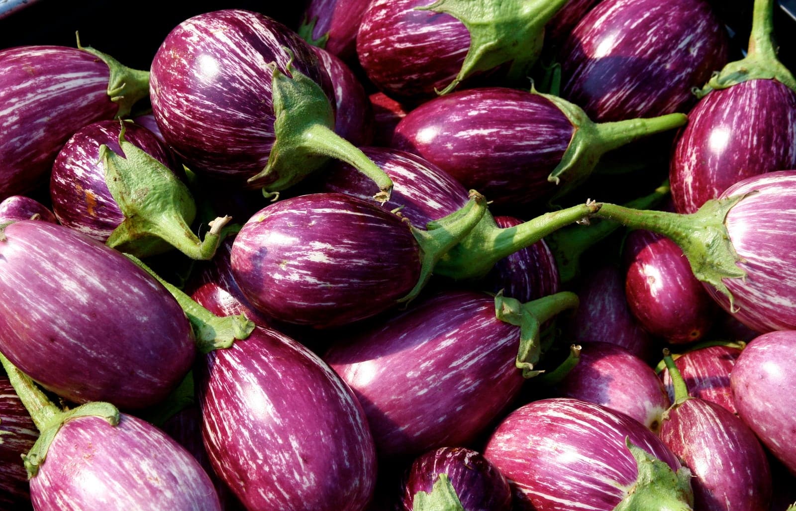 Cà tím tươi
