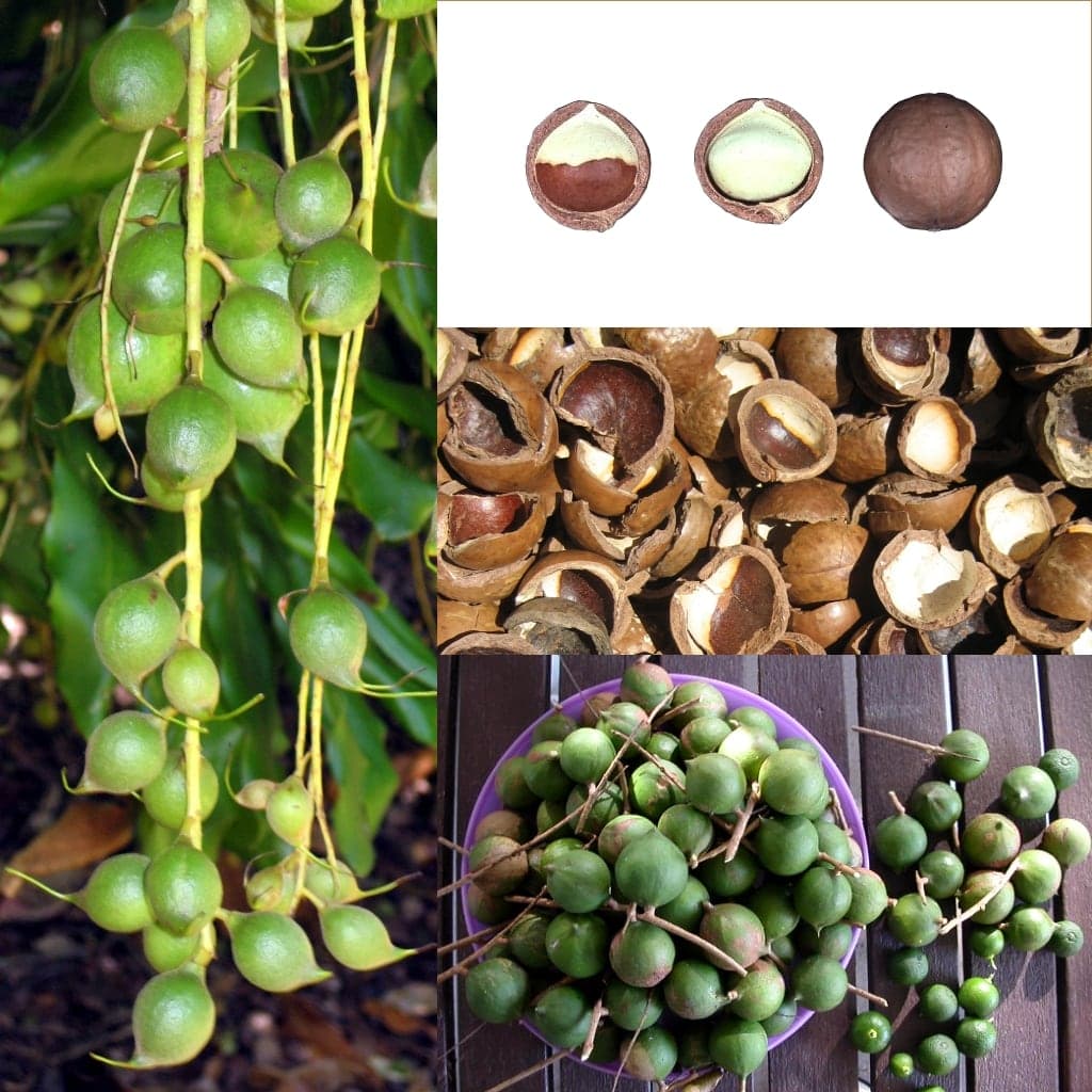 Mắc ca, một sản phẩm chế biến của Đăk Nông Farm